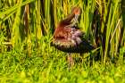 USA-Louisiana-Evangeline Parish White-faced ibis preening Art Print